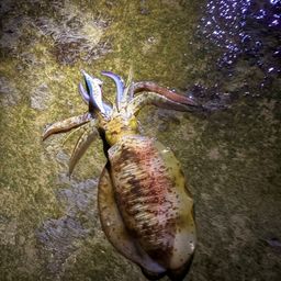 アオリイカ