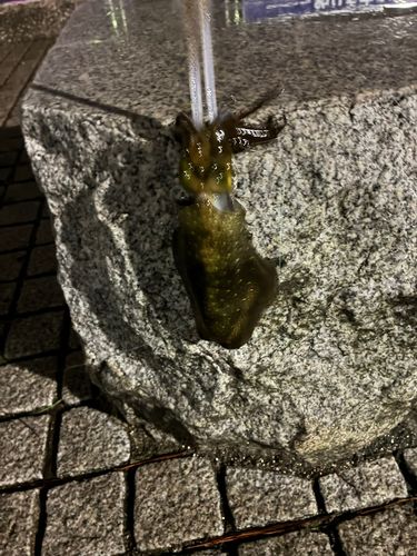 アオリイカの釣果
