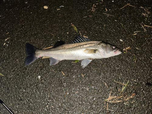 伊勢湾湾奥