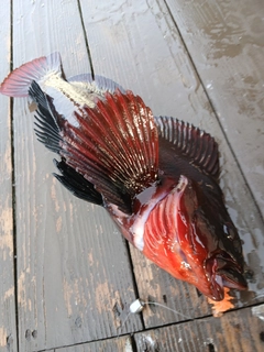 アブラコの釣果