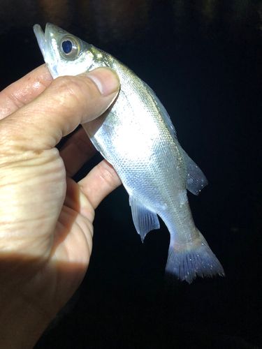 セイゴ（ヒラスズキ）の釣果