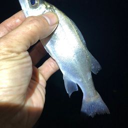 セイゴ（ヒラスズキ）