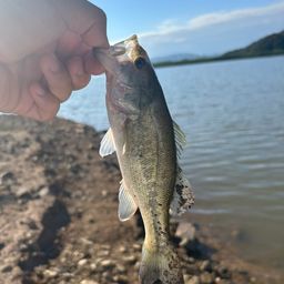 ラージマウスバス