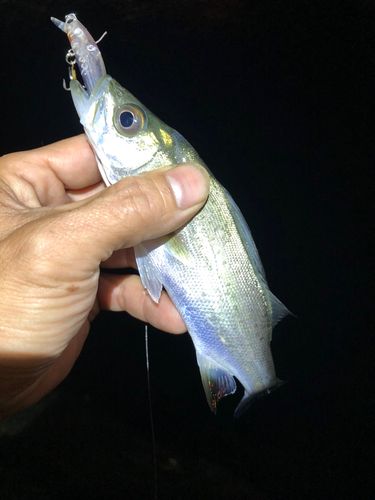 セイゴ（マルスズキ）の釣果