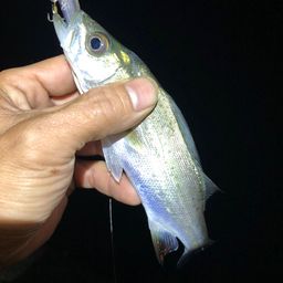 セイゴ（マルスズキ）