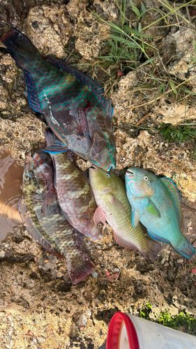 イラブチャーの釣果