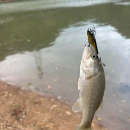 ラージマウスバス