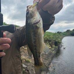 ラージマウスバス