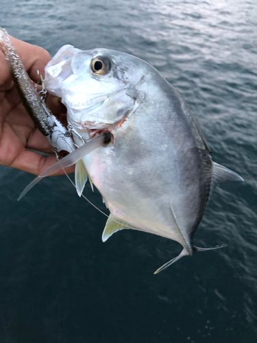 ロウニンアジの釣果
