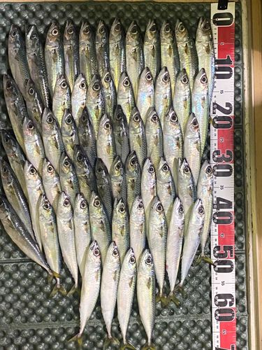 サバの釣果