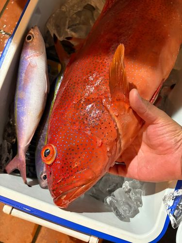 アカジンミーバイの釣果