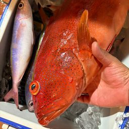 アカジンミーバイ