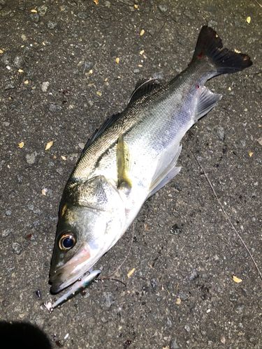 セイゴ（マルスズキ）の釣果