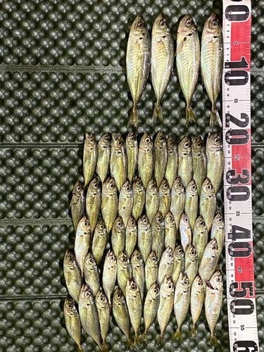アジの釣果