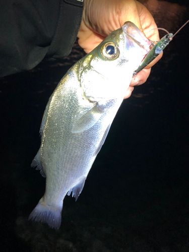 セイゴ（ヒラスズキ）の釣果