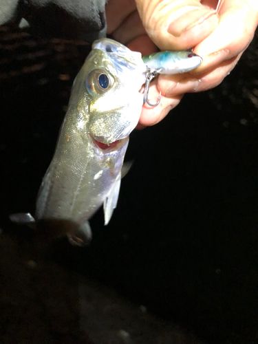 セイゴ（マルスズキ）の釣果