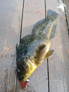 アブラコの釣果