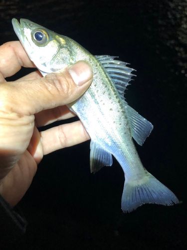 セイゴ（マルスズキ）の釣果