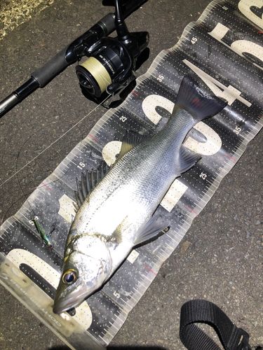 セイゴ(ヒラスズキ)の釣果