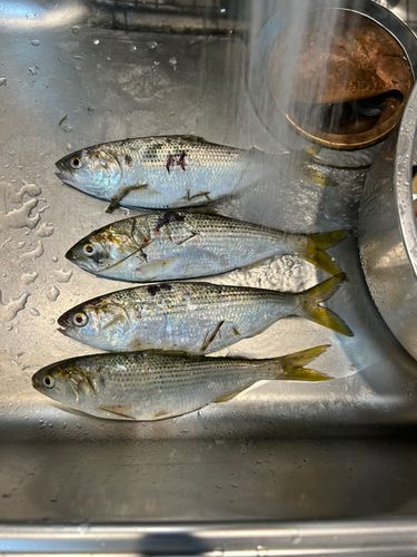コノシロの釣果