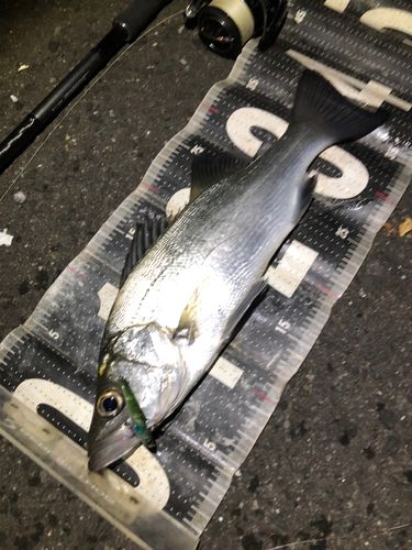 セイゴ(ヒラスズキ)の釣果