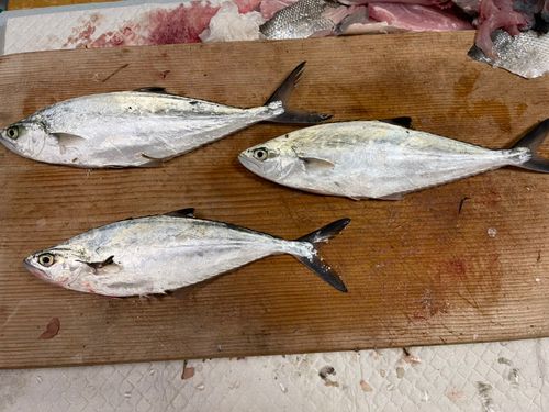 イケカツオの釣果