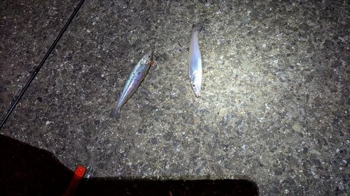 シロギスの釣果