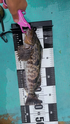 アイナメの釣果