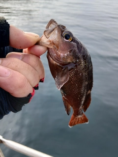ガヤの釣果