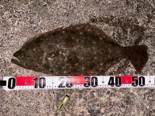 ヒラメの釣果