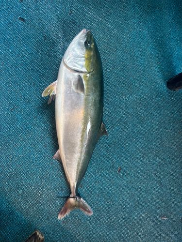 ブリの釣果