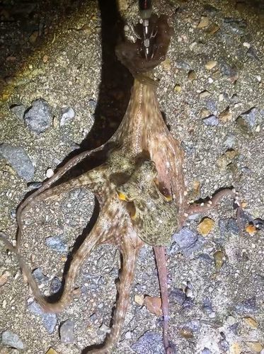 タコの釣果