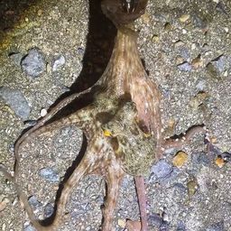 タコ