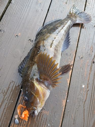 アイナメの釣果