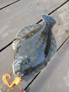 カレイの釣果