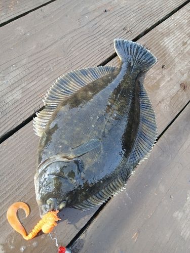 カレイの釣果
