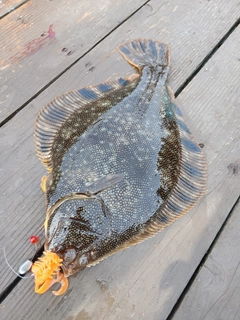 マツカワの釣果