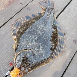 マツカワ