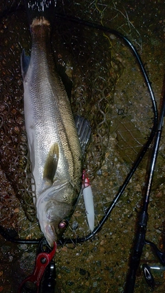 スズキの釣果