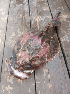 カジカの釣果