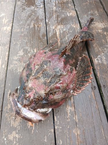 カジカの釣果