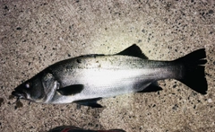 ヒラスズキの釣果