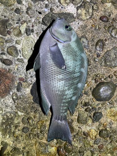 メジナの釣果