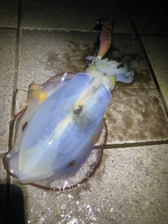 アオリイカの釣果