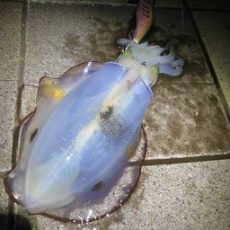 アオリイカ