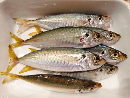 マルアジの釣果