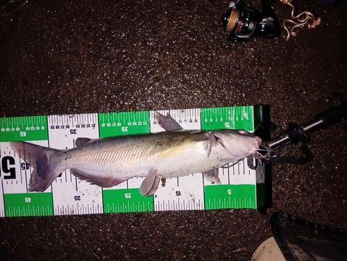 アメリカナマズの釣果