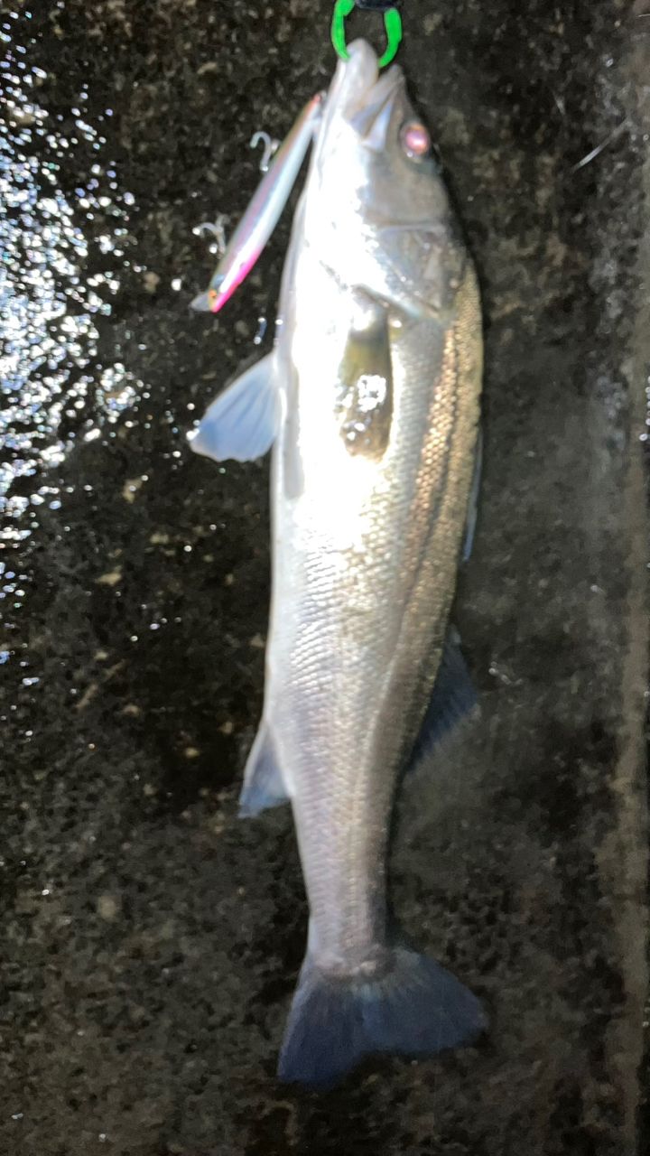 SHIMANO 21コルトスナイパーBB S100M-3の最安値・インプレ・釣果