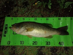 ブラックバスの釣果