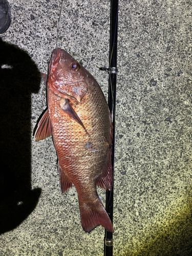 ゴマフエダイの釣果